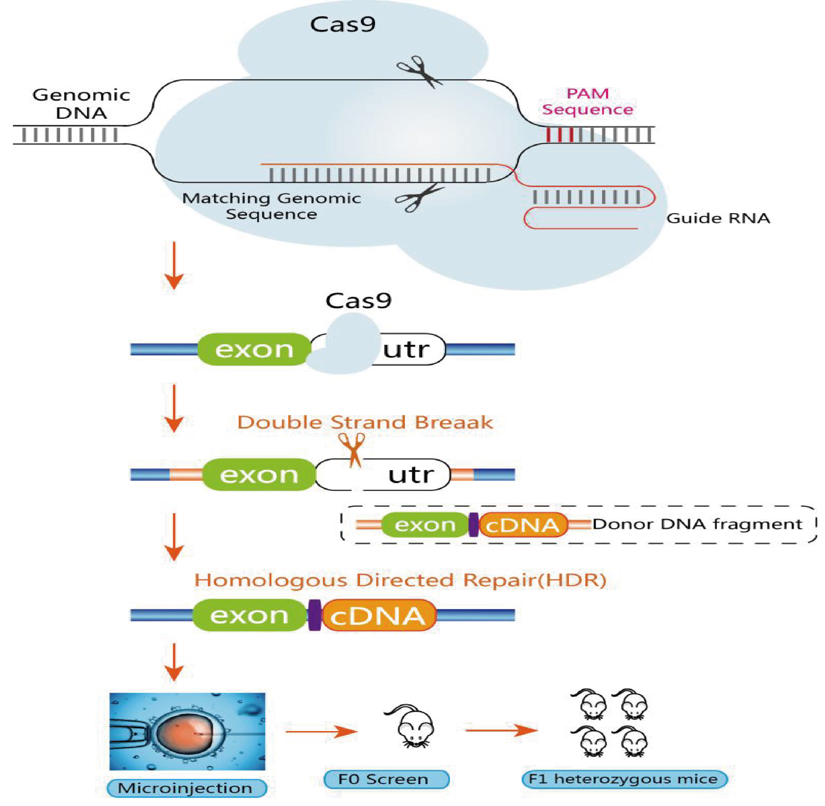 CRISPR/Cas9基因敲入小鼠模型